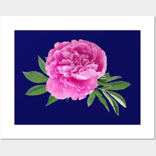 Peonies Posters and Art